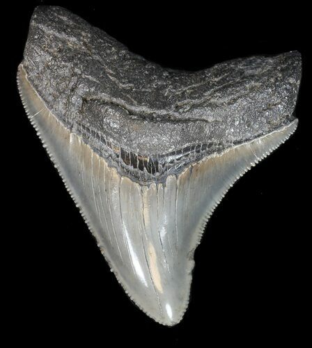 Serrated Megalodon Tooth - South Carolina #44548